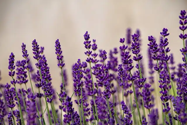 campi di lavanda Piemonte