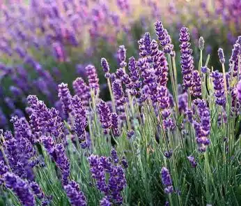 weekend Langhe lavanda