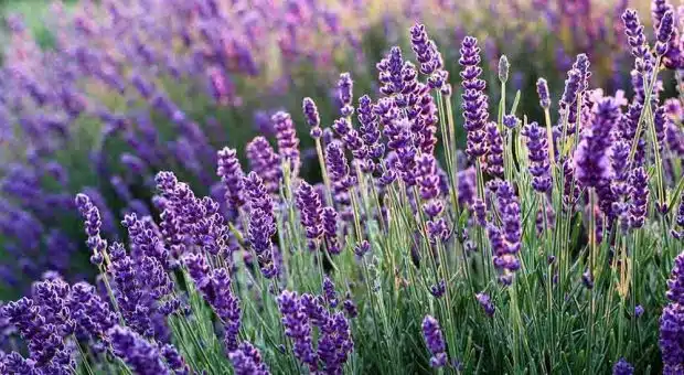 weekend Langhe lavanda